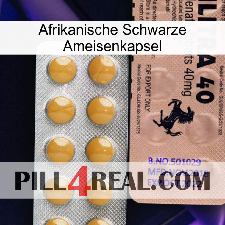 Africa Black Ant Capsule 41